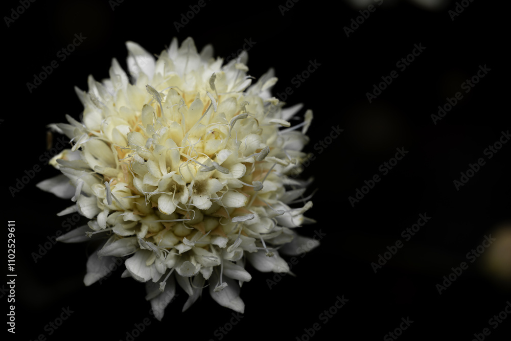 close up of white scabiosa on black background close up of white scabiosa on black background