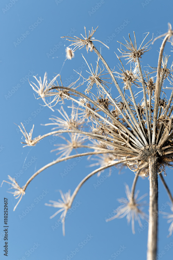 Obraz premium dry plant against blue sky