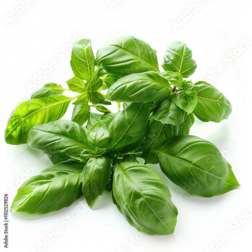 Sweet basil leaves isolated on white background closeup.