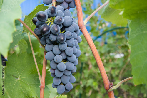 A bunch of ripe black grapes on a background of green leaves.