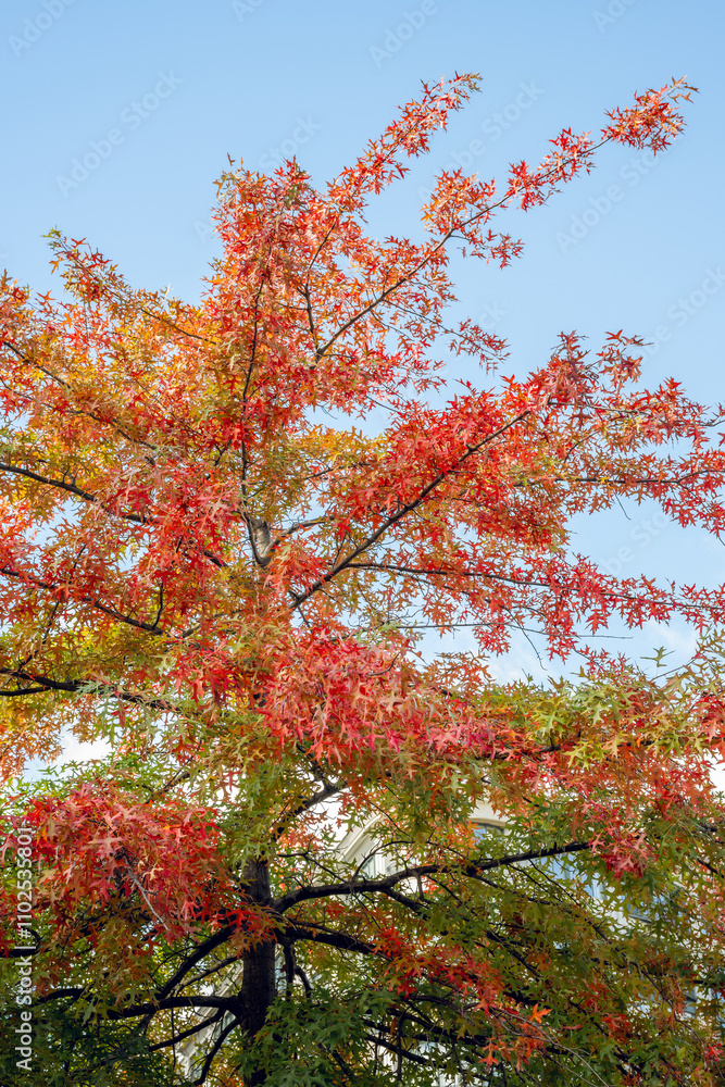 Vibrant Fall Scene of Trees and Leaves in the Park - landscape in Canada Vibrant Fall Scene of Trees and Leaves in the Park - landscape in Canada