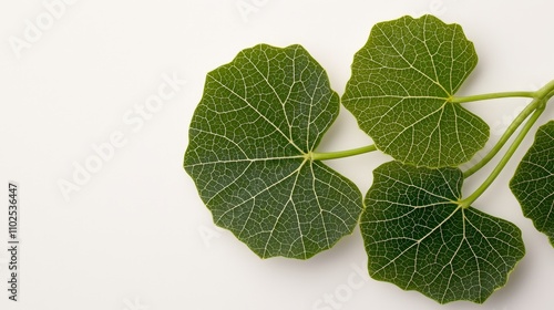 Grape leaves in a crisp, minimalist design, isolated on white, vivid texture and natural color, excellent for eco-friendly product visuals photo