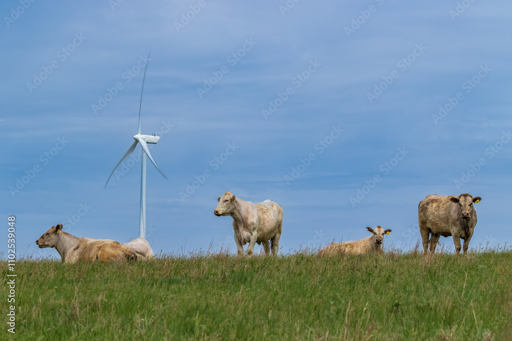 Fototapeta premium Cows in a grassy pasture in Cloud county, Kansas. Wind machine, blue sky and wispy clouds in the background. 