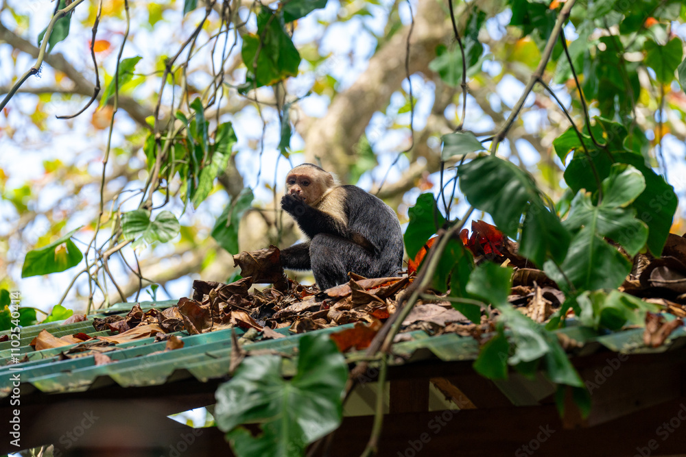 Capuchin monkey on a corrugated metal roof in Costa Rica, eating and looking at the camera. Urban wildlife interaction with a curious gaze in a tropical setting Capuchin monkey on a corrugated metal roof in Costa Rica, eating and looking at the camera. Urban wildlife interaction with a curious gaze in a tropical setting