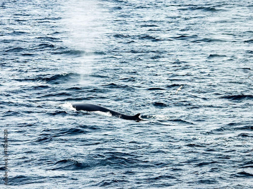 Naklejka premium Fin whale Surfacing in the Ocean