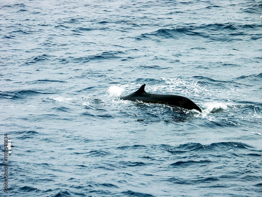 Fototapeta premium Fin whale Surfacing in the Ocean