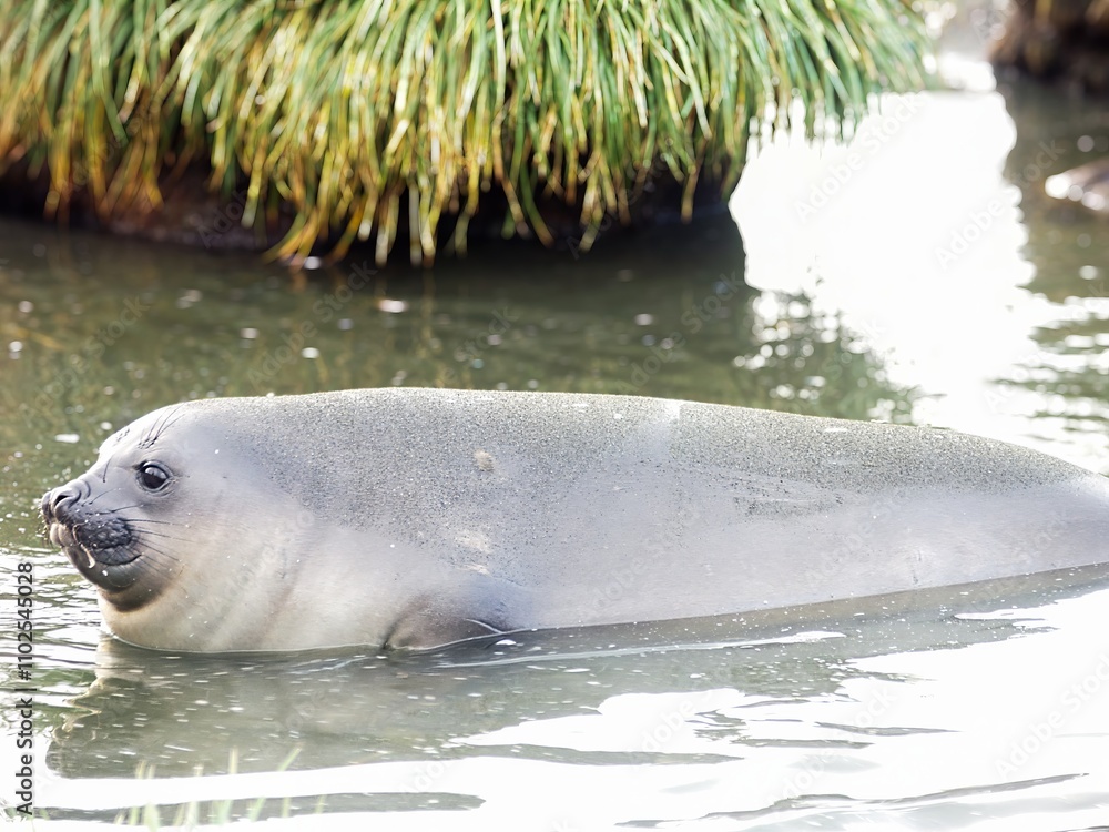 Fototapeta premium Elephant seal Swimming in Calm Waters
