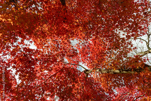 下から見上げた、真っ赤に染まったモミジの紅葉