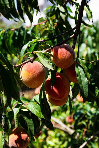 peaches on a tree branch photo