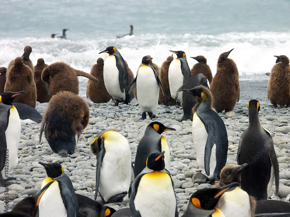 Obraz premium Penguin Colony on Rocky Beach
