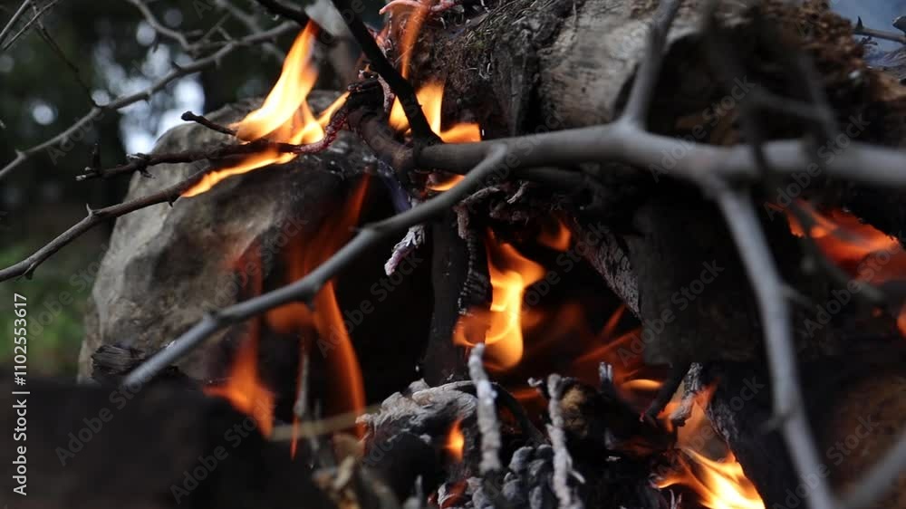 Close-up Campfire in the Forest Close-up Campfire in the Forest