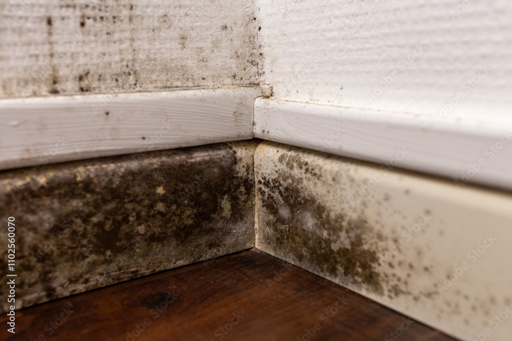 Obraz premium Indoor mold close-up showing black mildew on wall baseboard and textured wallpaper in corner. Moisture damage and hygiene issue concept for health awareness home repair and interior maintenance.
