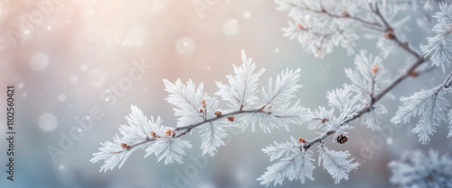 snow covered branches