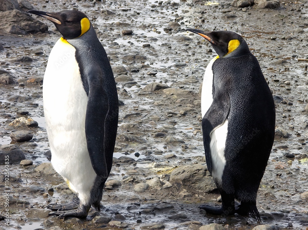 Fototapeta premium Two Emperor Penguins on Rocky Terrain