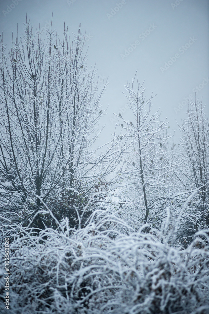 Christmas landscape in the forest , beautiful snowy weather , snow covered trees , road in the forest.Cold pictures,wizzard in the woodlands,Blue colors,snowy and foggy weather , landscape at morning Christmas landscape in the forest , beautiful snowy weather , snow covered trees , road in the forest.Cold pictures,wizzard in the woodlands,Blue colors,snowy and foggy weather , landscape at morning