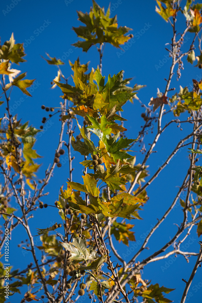Plane tree branches and leaves in autumn. clear blue sky background. Plane tree branches and leaves in autumn. clear blue sky background.