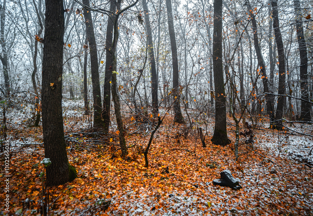 Fototapeta premium Mystery forest at the november morning,snow on the trees and on the ground,trees with branches ,cold weather in the picture .Leaves on the ground , autumn woodlands and snow.White first snow .