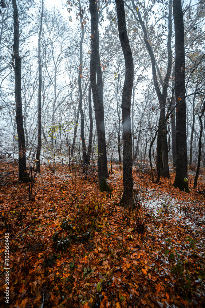 Obraz premium Mystery forest at the november morning,snow on the trees and on the ground,trees with branches ,cold weather in the picture .Leaves on the ground , autumn woodlands and snow.White first snow .