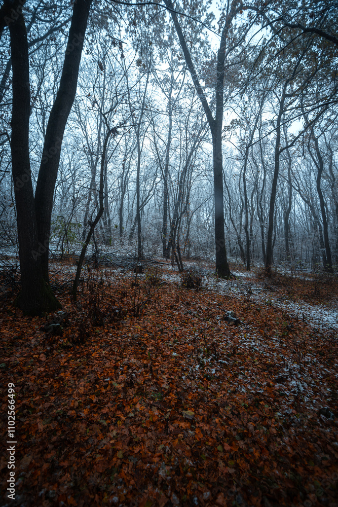 Winter landscape in the forest,mystery woodlands with snow and mist with fog, nature landscape,cold picture. Woodlands with fog and misty trees with branches .Trees covered snow , leaves and snow Winter landscape in the forest,mystery woodlands with snow and mist with fog, nature landscape,cold picture. Woodlands with fog and misty trees with branches .Trees covered snow , leaves and snow