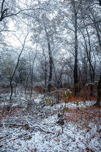 Winter landscape in the forest,mystery woodlands with snow and mist with fog, nature landscape,cold picture. Woodlands with fog and misty trees with branches .Trees covered snow , leaves and snow  photo