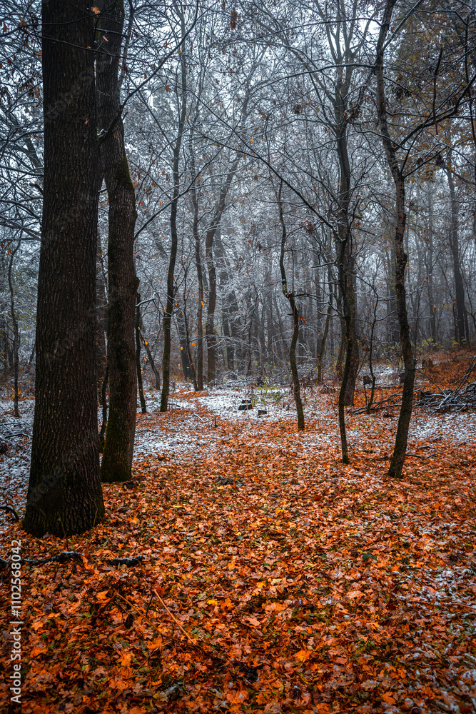 Winter landscape in the forest,mystery woodlands with snow and mist with fog, nature landscape,cold picture. Woodlands with fog and misty trees with branches .Trees covered snow , leaves and snow Winter landscape in the forest,mystery woodlands with snow and mist with fog, nature landscape,cold picture. Woodlands with fog and misty trees with branches .Trees covered snow , leaves and snow
