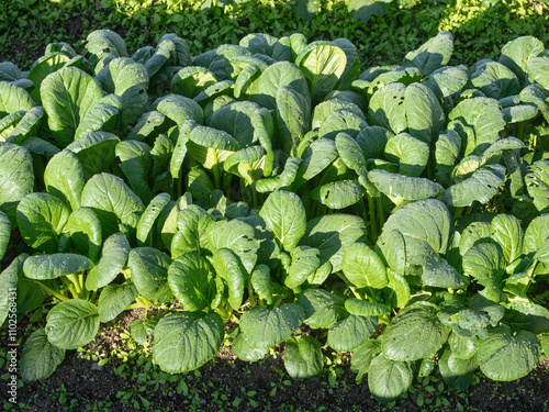 べんり菜の畑 Field of Benri-na(Convenient Vegetable)
関西地区でポピュラーな葉物野菜の一種。
A type of leafy vegetable popular in the Kansai region. photo