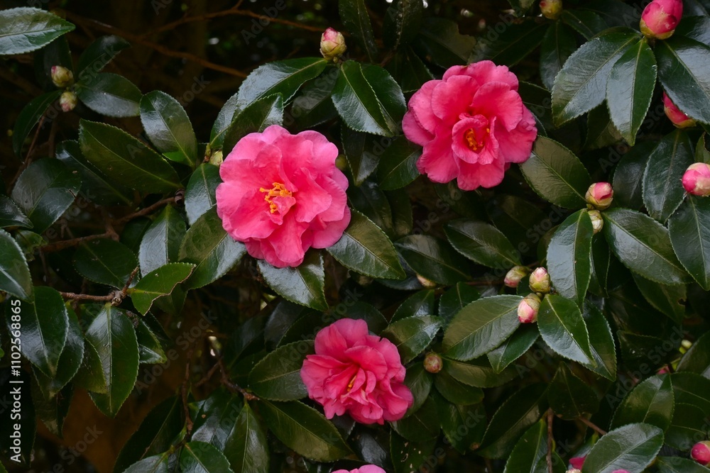 Obraz premium Camellia sasanqua (Sasanqua) flowers. Theaceae evergreen flowering tree. Red, white, or pink flowers bloom from late autumn to early winter.