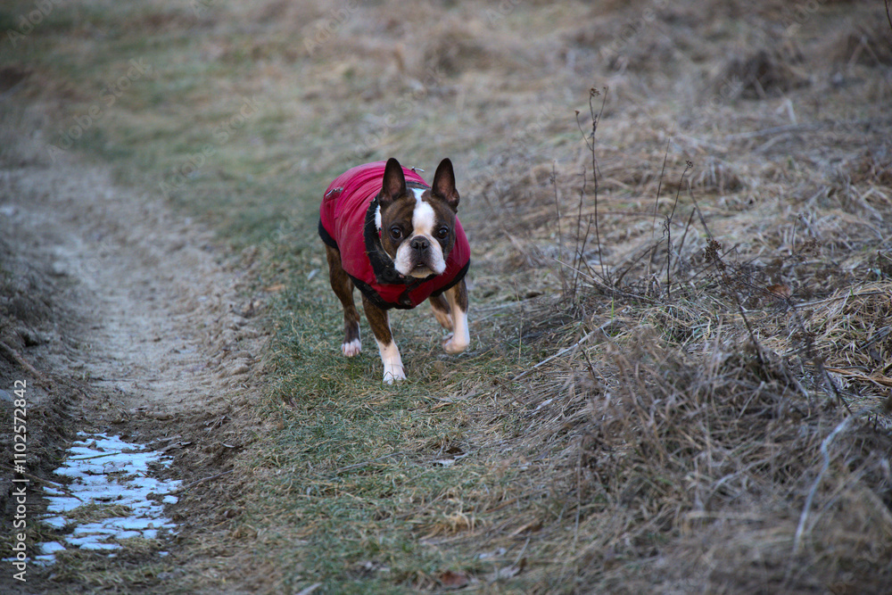 Boston Terrier in a red jacket running along a grassy trail during winter. Boston Terrier in a red jacket running along a grassy trail during winter.