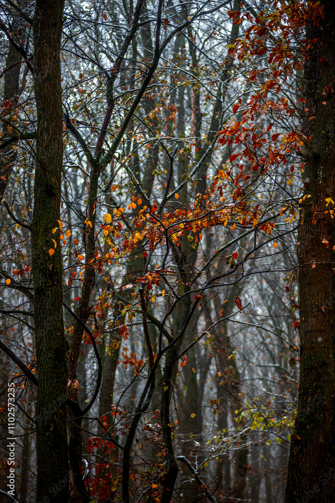 Fototapeta premium Forest with snow,snow covered trees,november with first snow.Fall colors ,trees with leaves and snow.Beautiful landscape in the woodlands, nature lovers.Mystery weather ,forest at morning with mist