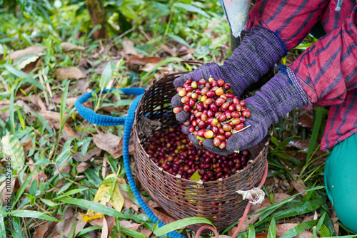 Plantation red coffee bean farmer hands ripe harvest in Garden farm. Close up hand harvesting green red yellow bean Robusta arabica Coffee berries leaf tree Plant in Brazil Ethiopia Vietnam Country
