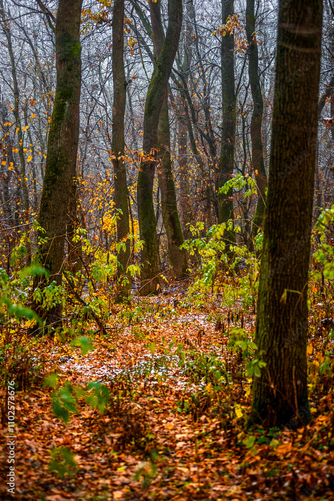 Fototapeta premium Trees in the forest covered by snow,november first snow in the woodlands, nature photography,woodlands at morning.Misty and foggy weather ,outdoor expirience . Hiking in the forest,landscape photo . 