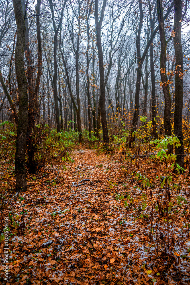 First snow at the november,snow in the forest with fog and orange leaves on trees.Autumn woodlands with beautiful snowy weather,misty and rainy weather . Fall colors with white snow, mystery woods First snow at the november,snow in the forest with fog and orange leaves on trees.Autumn woodlands with beautiful snowy weather,misty and rainy weather . Fall colors with white snow, mystery woods