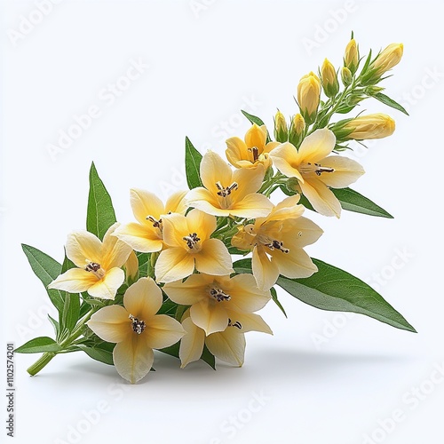 Yellow Loosestrife with Star-Shaped Blooms on White Background photo