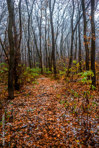 First snow at the november,snow in the forest with fog and orange leaves on trees.Autumn woodlands with beautiful snowy weather,misty and rainy weather . Fall colors with white snow, mystery woods