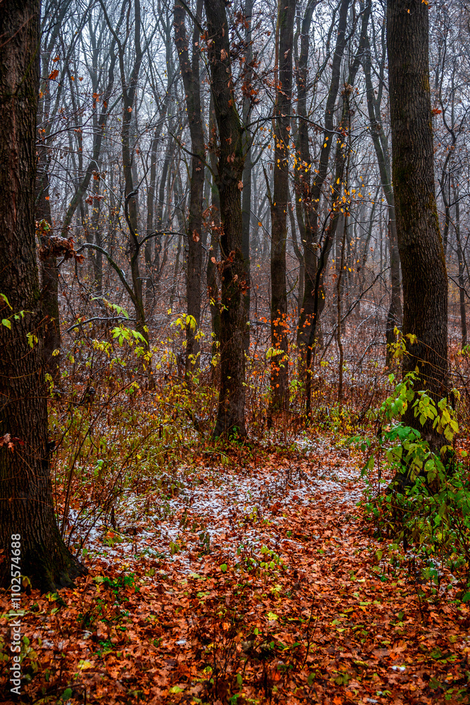 Obraz premium First snow at the november,snow in the forest with fog and orange leaves on trees.Autumn woodlands with beautiful snowy weather,misty and rainy weather . Fall colors with white snow, mystery woods