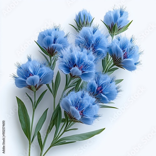 Light Blue Mistflower with Fuzzy Blooms on White Background photo