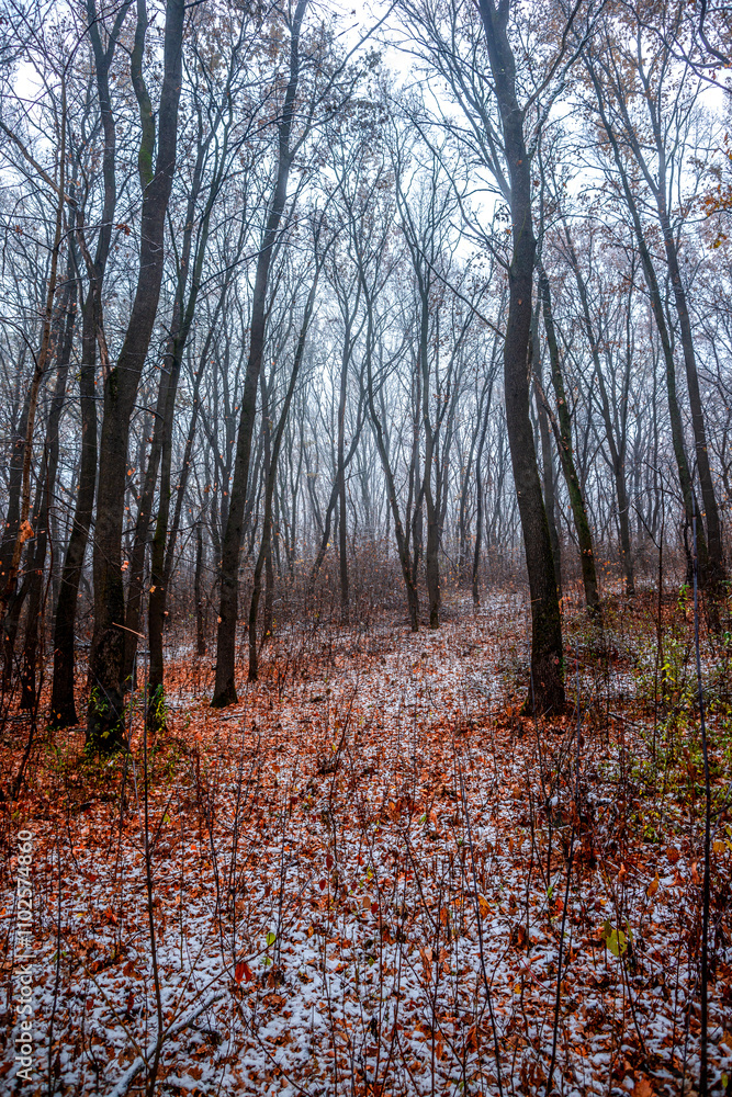 Fototapeta premium First snow at the november,snow in the forest with fog and orange leaves on trees.Autumn woodlands with beautiful snowy weather,misty and rainy weather . Fall colors with white snow, mystery woods