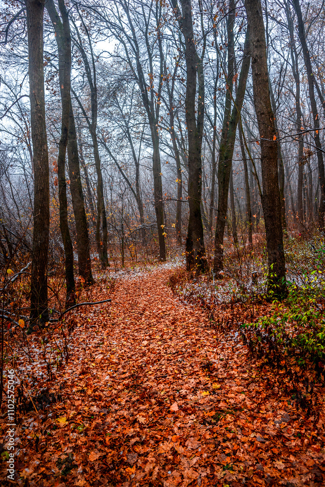 Fototapeta premium First snow at the november,snow in the forest with fog and orange leaves on trees.Autumn woodlands with beautiful snowy weather,misty and rainy weather . Fall colors with white snow, mystery woods