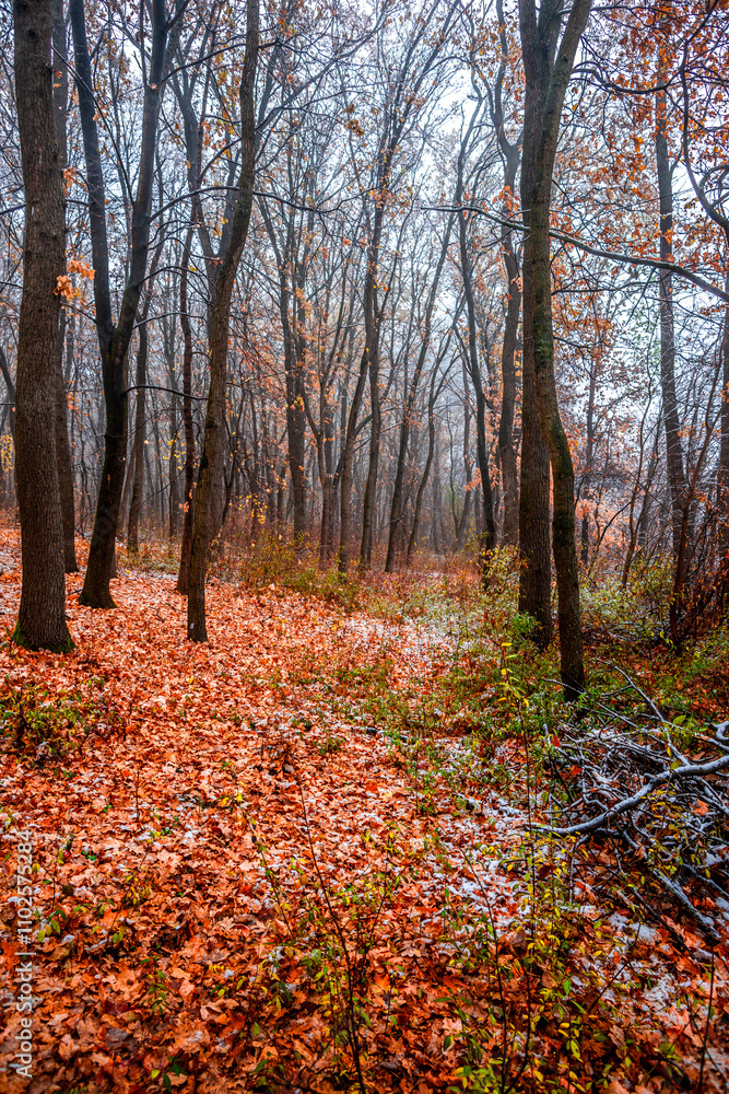 First snow at the november,snow in the forest with fog and orange leaves on trees.Autumn woodlands with beautiful snowy weather,misty and rainy weather . Fall colors with white snow, mystery woods First snow at the november,snow in the forest with fog and orange leaves on trees.Autumn woodlands with beautiful snowy weather,misty and rainy weather . Fall colors with white snow, mystery woods