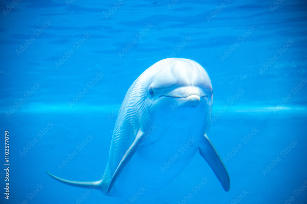 Fototapeta premium DELFIN