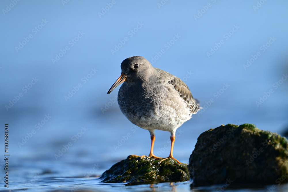 A Purple Sandpiper from the high Arctic forages for invertabraess along the moss covered rocky shoreline A Purple Sandpiper from the high Arctic forages for invertabraess along the moss covered rocky shoreline