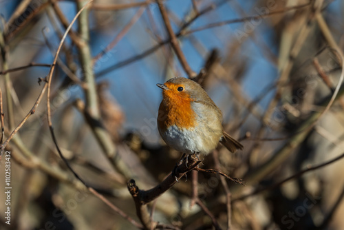 A Robin Redbreast pearched in a bush on a sunny winters day photo