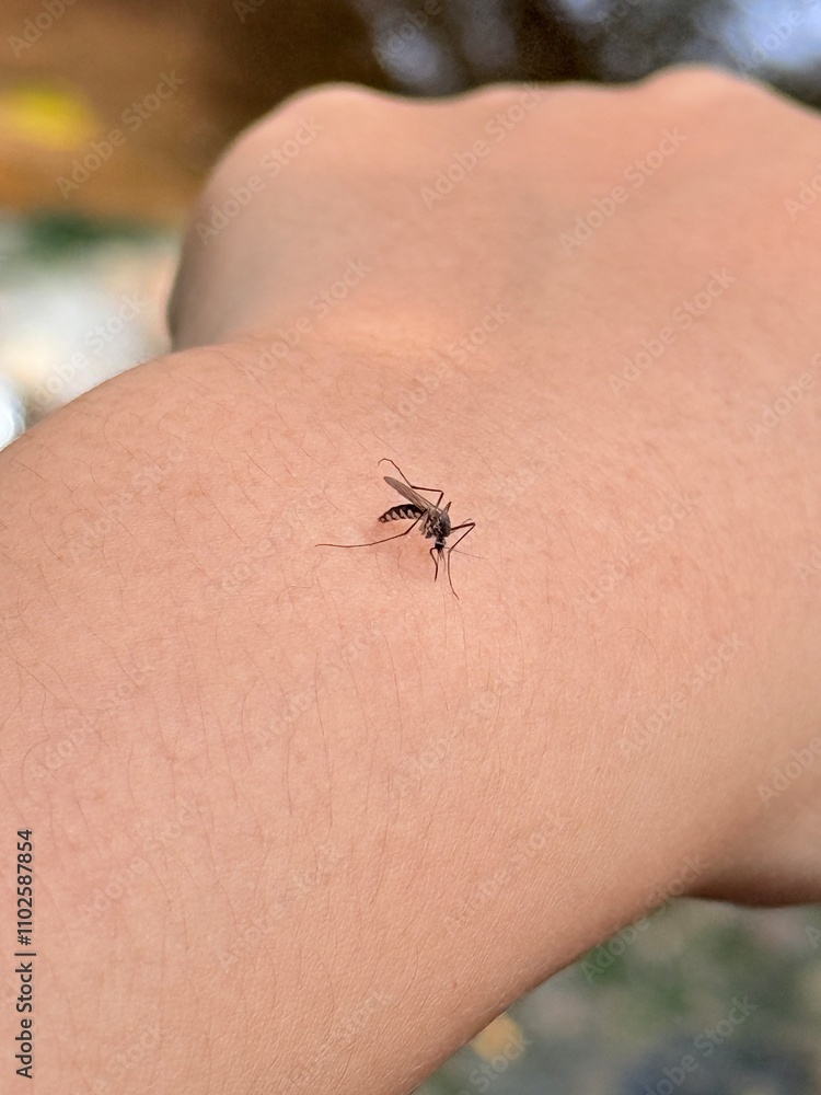 Obraz premium The black mosquito is sucking blood on the arm.