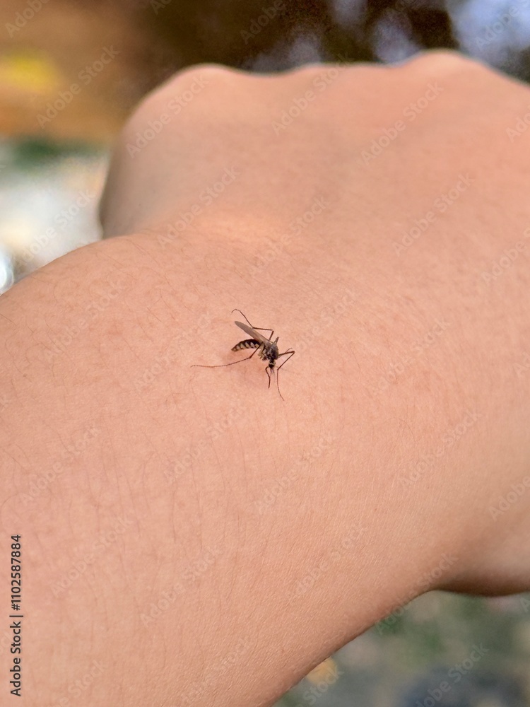 The black mosquito is sucking blood on the arm. The black mosquito is sucking blood on the arm.