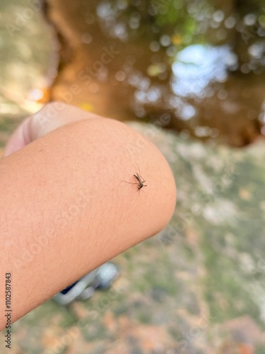 The black mosquito is sucking blood on the arm.