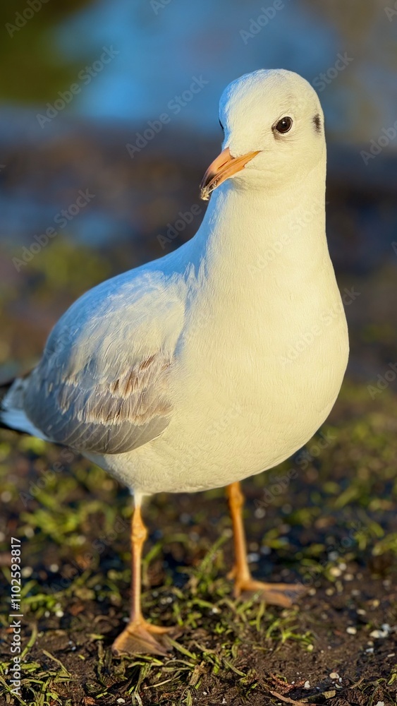 White gull near a pond with ducks White gull near a pond with ducks