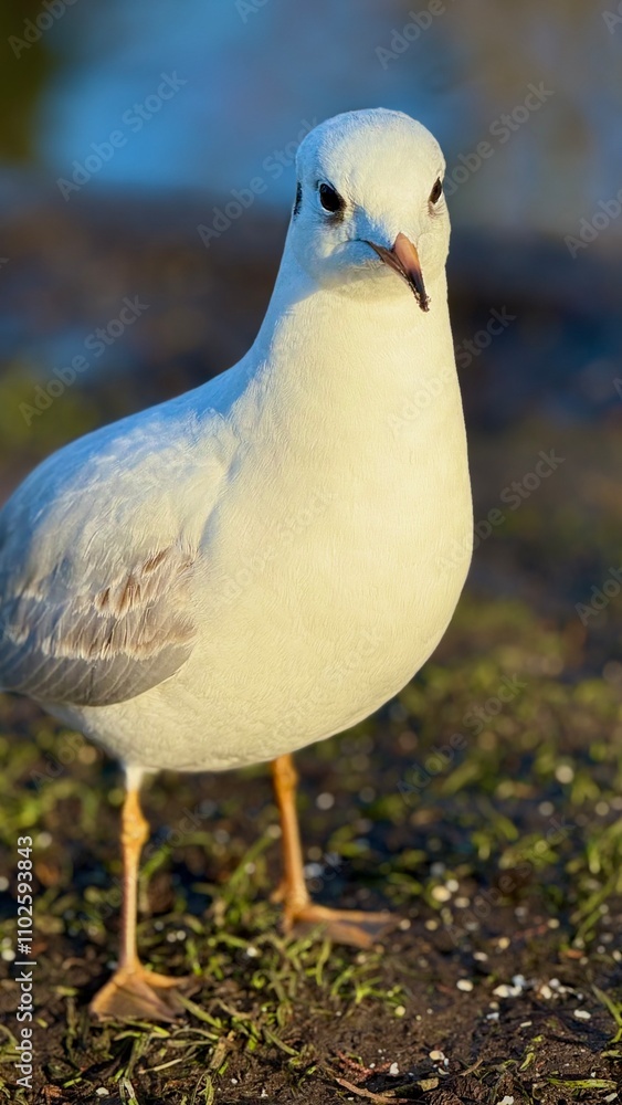 Obraz premium White seagull on the pond.