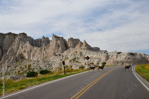 Deer crossing the road, Badlands National Park, Rapid City, South Dakota, USA / 道路を横断する鹿　バッドランズ国立公園　米国　サウスダコタ州　ラピッドシティ photo