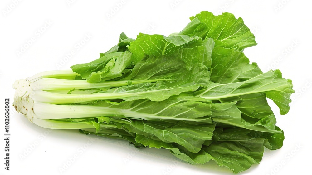 Chinese Cabbage - A Fresh and Nutritious Vegetable Display. The Green and White Chinese Cabbage, with Its Lush Leaves and Firm Structure, Standing Out as a Staple in Many Cuisines Chinese Cabbage - A Fresh and Nutritious Vegetable Display. The Green and White Chinese Cabbage, with Its Lush Leaves and Firm Structure, Standing Out as a Staple in Many Cuisines