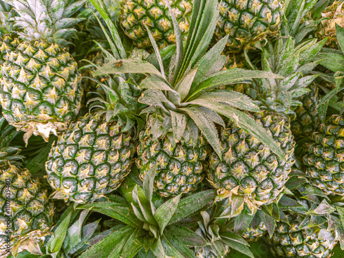 Ananas comosus (L.) Merr (Bromeliaceae), known as pineapple. A pile of unripe pineapple fruit in a shop basket. Focus on fruit, noisy, similar others